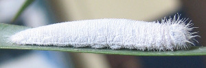 Larvae